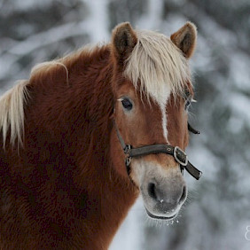 Hevonen: Humu-Hilla