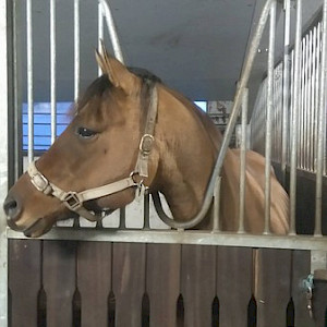 Spirit on American Quarter Horse