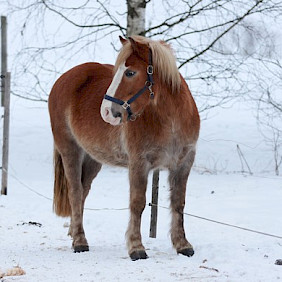 Hevonen: Huisi Ralli (tulossa tuntikäyttöön)