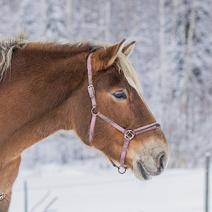 Hevonen: Hattaratar