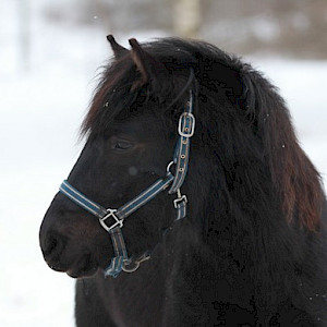 Liitovarjo, "Varjo"