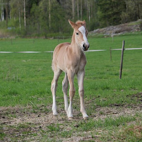 Hevonen: Niemenpellon Hyrrä