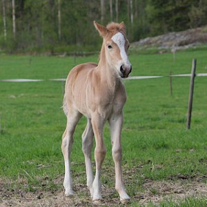 Hevonen: Niemenpellon Hyrrä