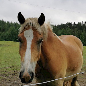 Hevonen: Niemenpellon Hyrrä