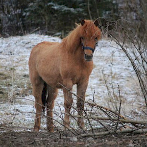 Hevonen: Fylgja frá Niemenpelto