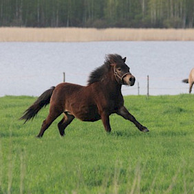 Hevonen: Niemenpellon Milli