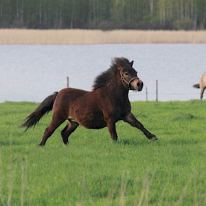 Hevonen: Niemenpellon Milli