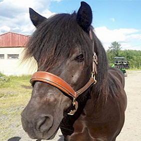 Hevonen: Flótti frá Dynum