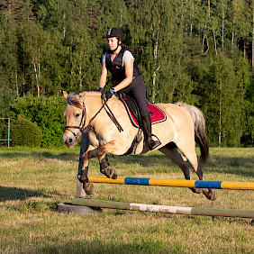 Hevonen: Z-Gaja
