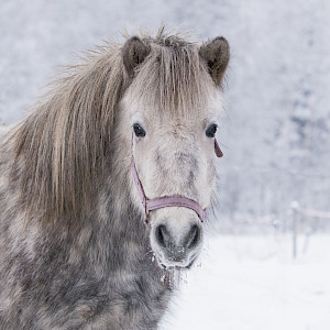 Stella fra Wanberg Gård