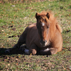 yleiskurssi alkeisjatkotasoisille 15-18.6. 2026 ma-to, 4päivää