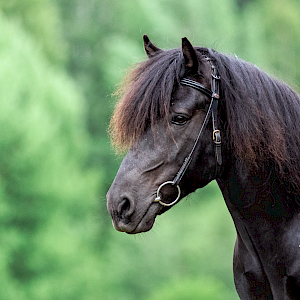 Aikuisten oma toivekurssi 31.7-2.8.2026
