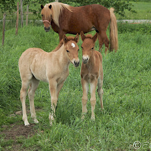 Yleiskurssi 13.-17.7.2026 he c-b