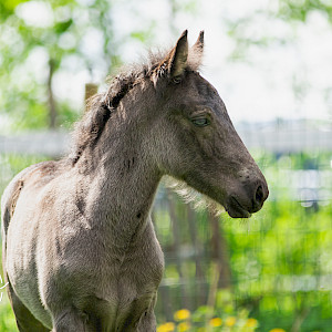 Yleiskurssi perustaidot/he C  27-31.7.2026