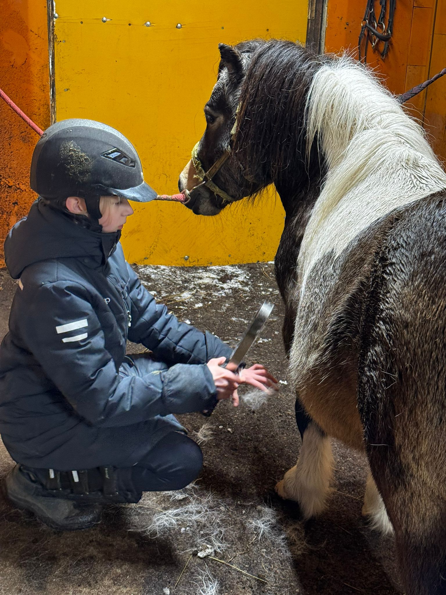 Hevosen hoito- ja varustaminen, kurssi varattavissa.